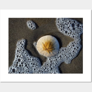 Sand Dollar in the Surf - Oregon Coast Posters and Art